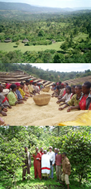 エチオピア・コチャレ