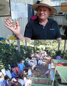 コスタリカ　カンデリージャハニー