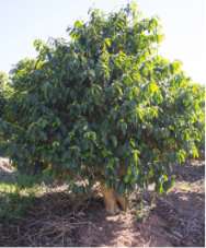 ブラジル　セルトン農園