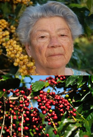 ブラジル　セルトン農園