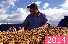 ブルマス・デル・スルキ農園